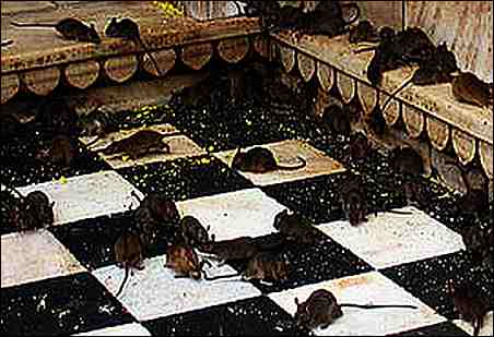 temple rats